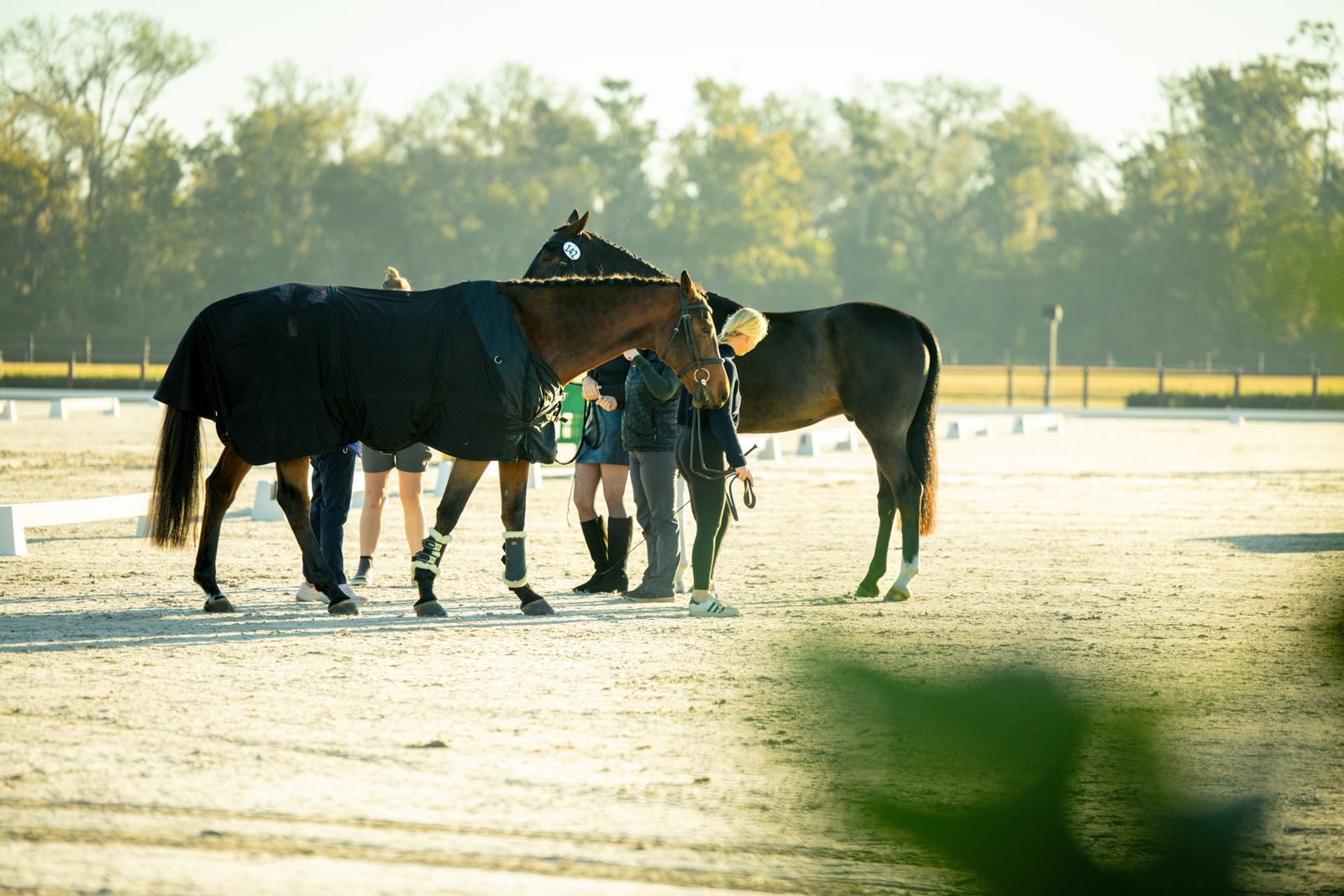 Dressage warm-up at a show